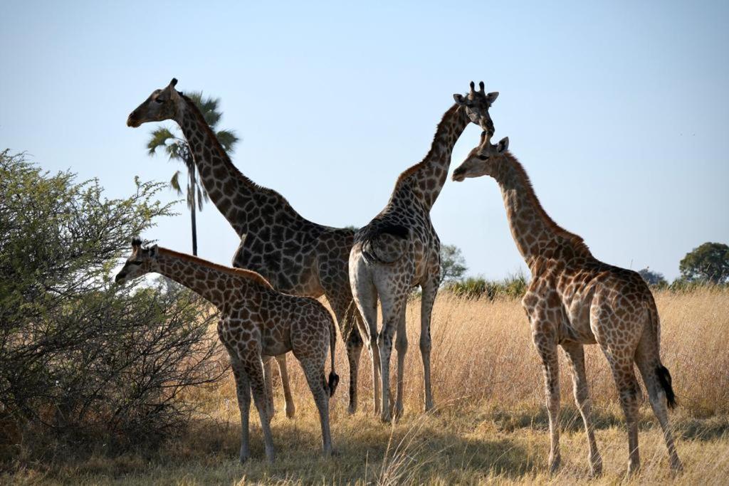 Ndlovu Log Home Dinokeng Klipdrift Exterior foto