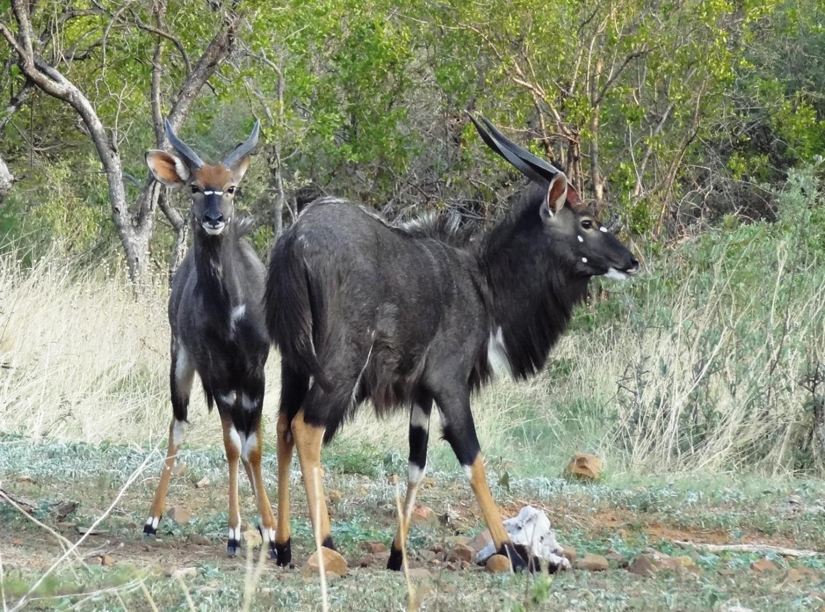 Ndlovu Log Home Dinokeng Klipdrift Exterior foto