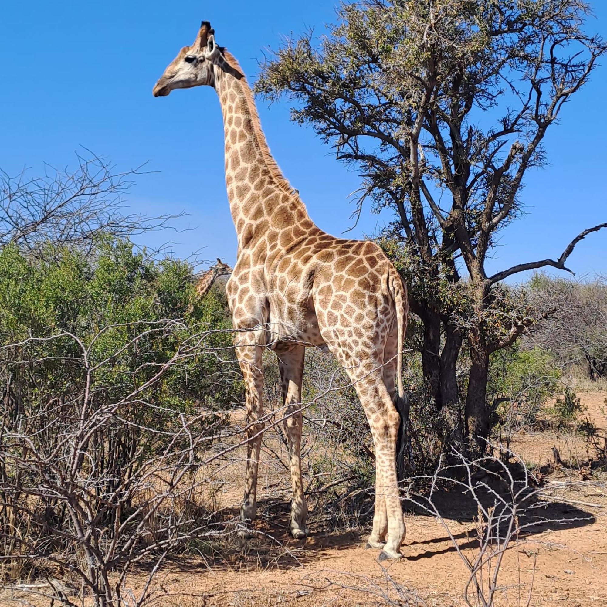 Ndlovu Log Home Dinokeng Klipdrift Exterior foto